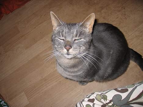 Blanding af racer Cindy - Hva siger du mor er der mad eller hvad? billede 8