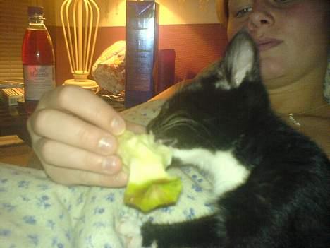 Blanding af racer tulle - ja og Æbler kan jeg også lide  billede 15