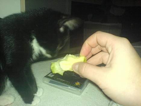 Blanding af racer tulle - bare lige for og hvise det igen billede 16