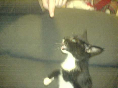 Blanding af racer tulle - se mor er hved og læer mig og sitte billede 17