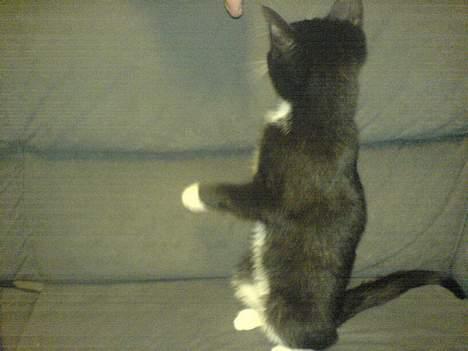 Blanding af racer tulle - ja og det hvirker næsten  billede 18