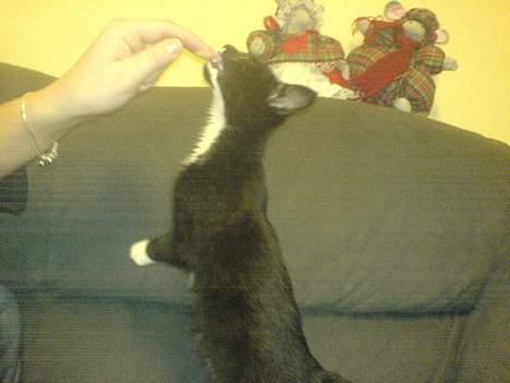 Blanding af racer tulle - ja kan godt lide og slikke på mors finger  billede 19