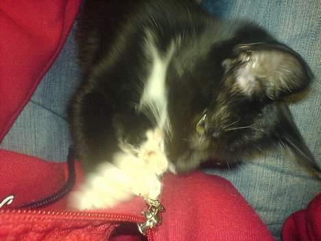 Blanding af racer tulle - nu har jeg den  billede 20