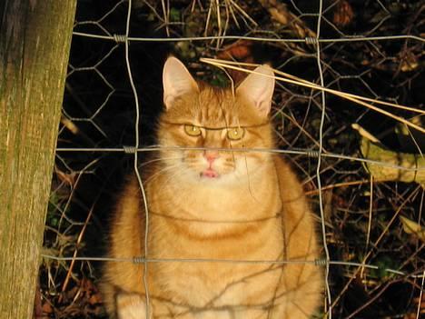 Blanding af racer Sally - Ej seriøst Moaaaar, hvordan har du tænkt dig, at jeg skulle passe gennem det lille hul. billede 1