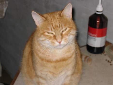 Blanding af racer Sally - 6 år, tæske lækker og listig  billede 2