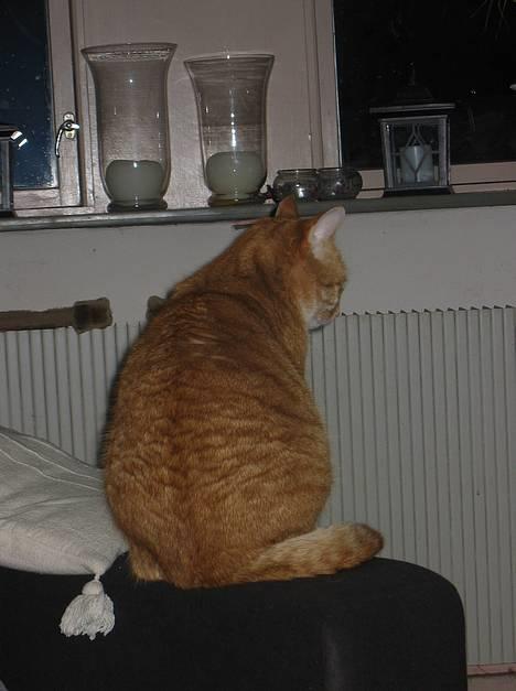 Blanding af racer Sally - Ja lidt Garfield er der måske i hende billede 3