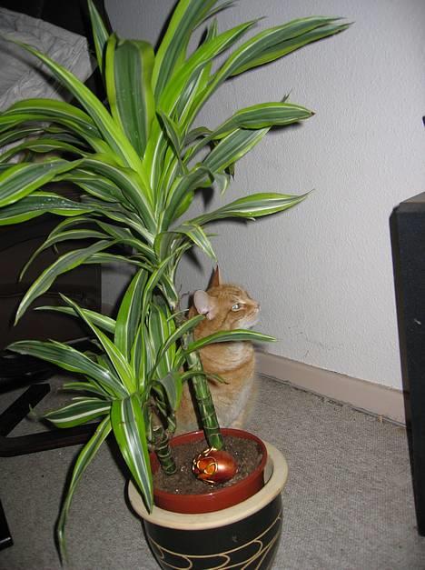 Blanding af racer Sally - Sally i palmernes skygge. billede 4