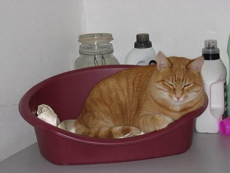 Blanding af racer Sally - ja der er lidt Garfield over hende. billede 5