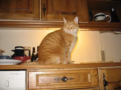 Blanding af racer Sally - Hallo hvor hytten bliver den lasange af... billede 6