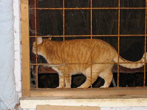 Blanding af racer Sally - Sally bag tremmer billede 7