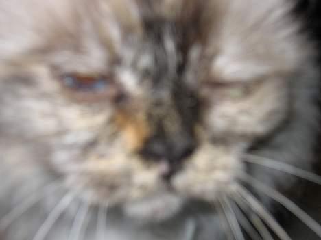 Hellig Birma DK Kiru`s Lady Jessica - LINCELUSEN Jessica. billede 5