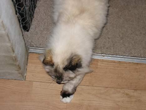 Hellig Birma DK Kiru`s Lady Jessica - Lille Lise læt på tå. billede 6