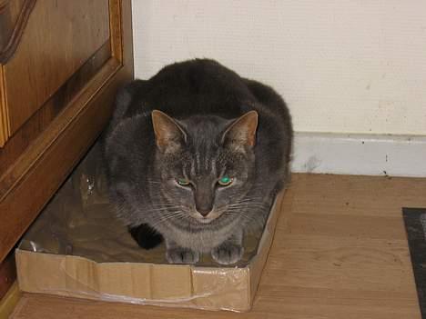 Blanding af racer Cindy - Ja alt kan jo bruges til at sove lidt i. billede 9