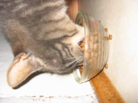 Blanding af racer Cindy - Blandt venner også kaldet gravkoen billede 10