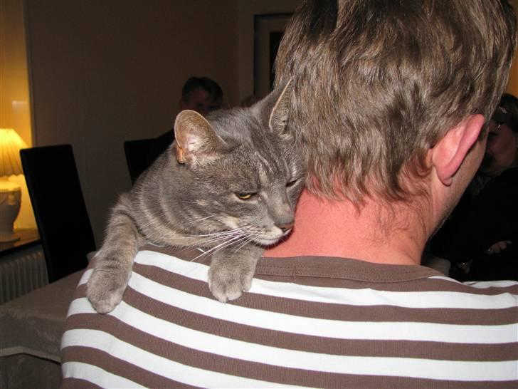 Blanding af racer Cindy - Jeg er nu glad for min onkel. billede 11