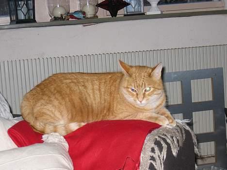 Blanding af racer Sally - Indviger lige mors nye tæppe billede 8