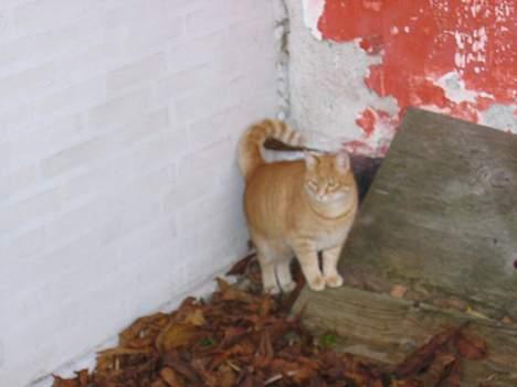 Blanding af racer Sally billede 9