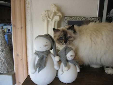 Hellig Birma DK Kiru`s Lady Jessica - hej i to små snemænd. billede 7