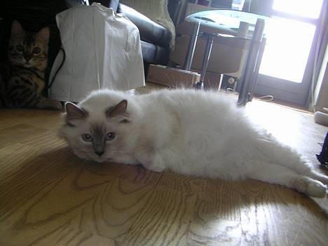 Hellig Birma Kiwi von Sivebæk - Se min tykke mave, jeg skal føde om to uger :-) billede 12