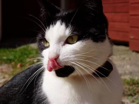 Blanding af racer Lille Mille - Hej! Velkommen til min profil.. billede 1