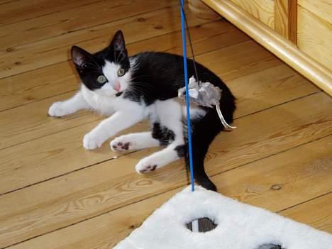 Blanding af racer Lille Mille - Det er bare SÅ sjovt at lege med osten og musepinden=D billede 2