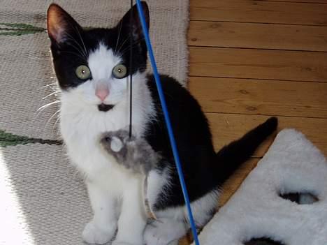 Blanding af racer Lille Mille - Smukke mig.... billede 3