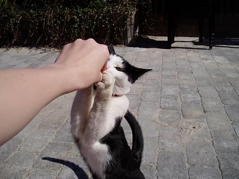 Blanding af racer Lille Mille - DUMME finger !! :) billede 4