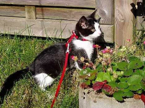 Blanding af racer Lille Mille - Min første tur udenfor...elsker det....he he billede 5