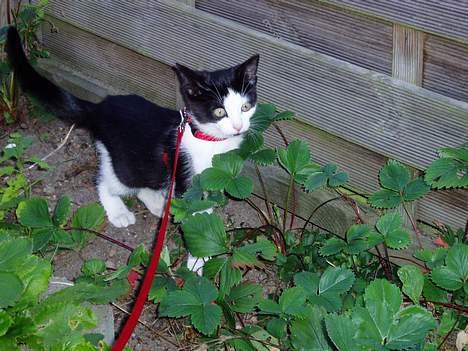 Blanding af racer Lille Mille - Verden er så stor så stor..... billede 6