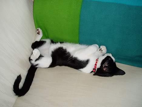 Blanding af racer Lille Mille - livet er skøøøøønt billede 7