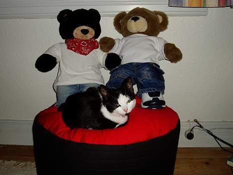 Blanding af racer Lille Mille - Min yndligsplads er taget.......af to bamser.....øv billede 8