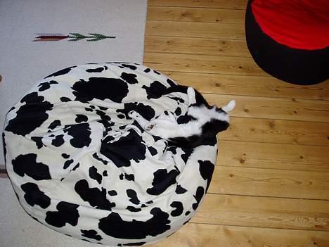 Blanding af racer Lille Mille - Find missen...!!!! billede 9