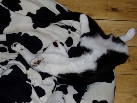 Blanding af racer Lille Mille - Der var den!!! billede 10