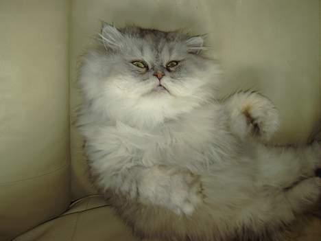 Perser Baltazzar billede 16