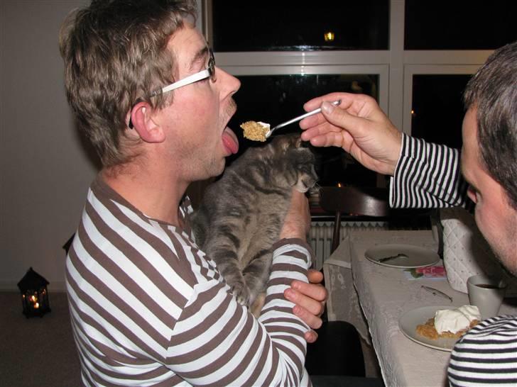 Blanding af racer Cindy - Ja så må man jo mades, når damen vil op- billede 12