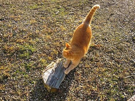 Blanding af racer Sally billede 10