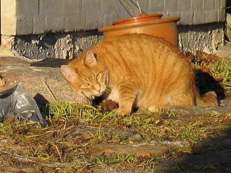 Blanding af racer Sally - kæle kæle kæle. billede 11