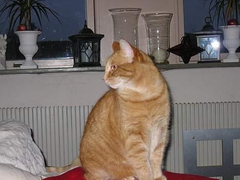 Blanding af racer Sally - Mona lisa. billede 12