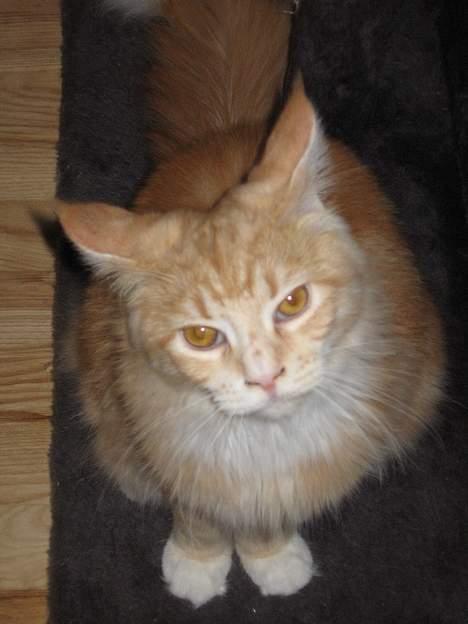 Maine Coon Tamora Pierce billede 11