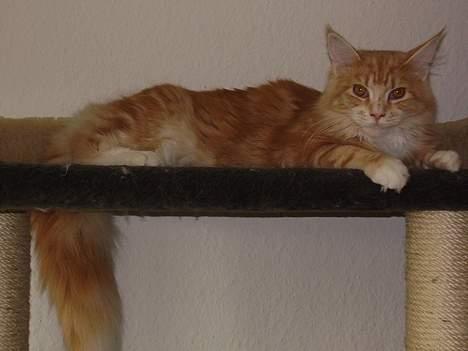 Maine Coon Tamora Pierce billede 12