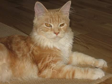 Maine Coon Shelly Long billede 11