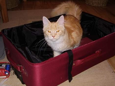 Maine Coon Shelly Long - Jeg vil med på rejsen..... billede 12