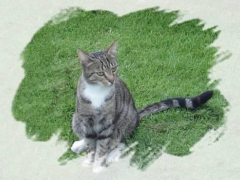 Blanding af racer FiFi - Et hun ikk smuk?? billede 1