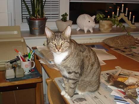 Blanding af racer FiFi - Fifi elsker at side på bordet inde på vores kontor (ta jer ikk af rodet) billede 2