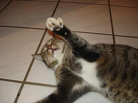 Blanding af racer FiFi - Inde på badeværelset..! (det er så et af hendes flip der er ved at komme) billede 3