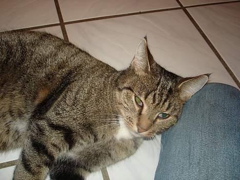 Blanding af racer FiFi - på badeværelset igen billede 4