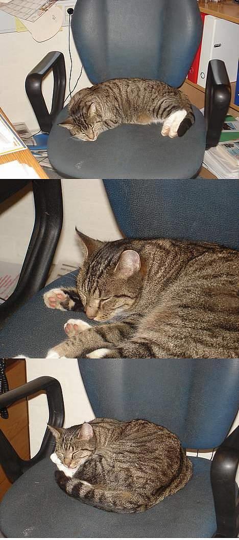 Blanding af racer FiFi - På min fars stol igen billede 5