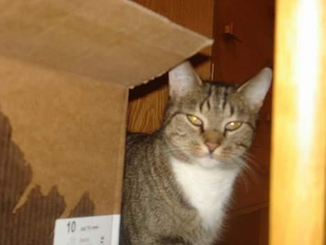 Blanding af racer FiFi - Hun gemmer sig billede 6