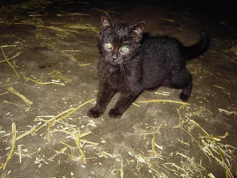 Blanding af racer Shaky - Lille Shaky  billede 1