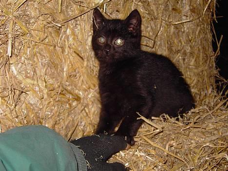 Blanding af racer Shaky - Lille Shaky  billede 2